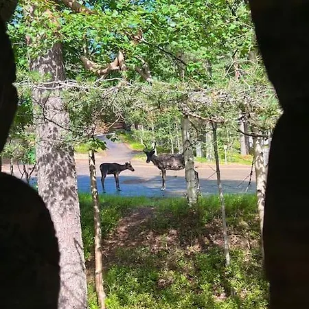 Arctic Lapland In Family Studio, Wi-fi, National Park - Lapland *