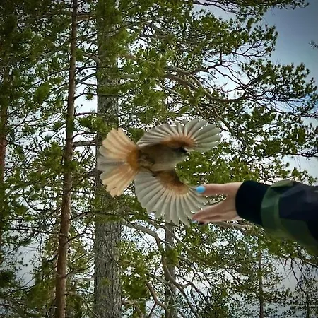 Arctic Lapland In Family Studio, Wi-fi, National Park - Lapland Pyhätunturi